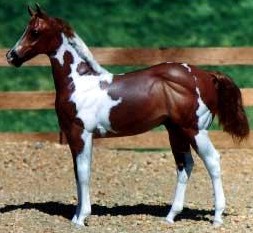 Weanling Painted by Dara West