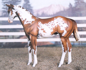 Weanling Painted by Cathy Wallden