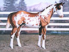 Painted Weanling