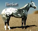 CFT  Blanket Appaloosa