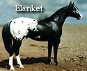 CFT  Blanket Appaloosa