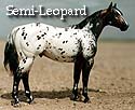 CFT Semi-Leopard Appaloosa