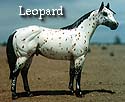 CFT Leopard Appaloosa
