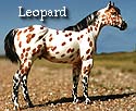 CFT Leopard Appaloosa