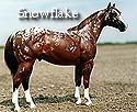 CFT Snowflake Appaloosa