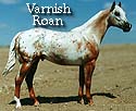 CFT Varnish Roan Appaloosa