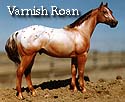 CFT Varnish Roan Appaloosa