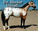 CFT Extended Blanket Varnish Roan Appaloosa