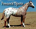 CFT Peacock Spots Appaloosa