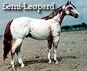 CFT Semi-Leopard Appaloosa