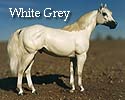 CFT White Grey