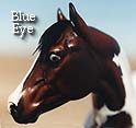 CFT Blue Eye