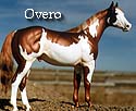 CFT Overo Pinto Pattern