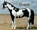 CFT Overo Pinto Pattern