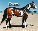 CFT Overo Pinto Pattern