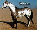 CFT Sabino Pinto Pattern