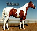 CFT Tobiano Pinto Pattern
