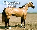 CFT Chocolate Point Red Dun
