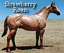 CFT Strawberry Roan